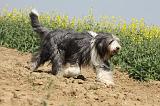 BEARDED COLLIE 160